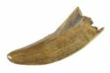 Serrated, Tyrannosaur (Nanotyrannus) Tooth - Montana #338842-1